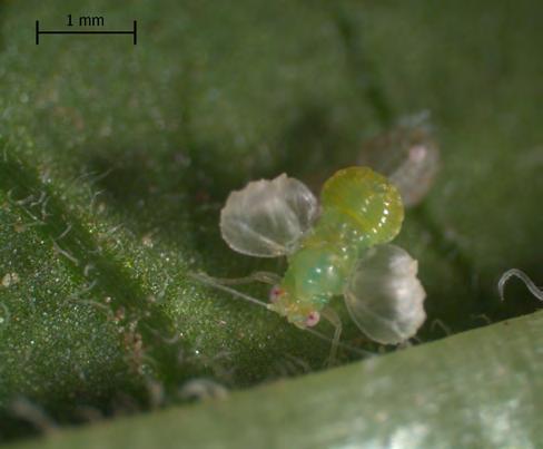(also called bittersweet nightshade, bitter nightshade, blue bindweed, or poison berry, among other common names). This is a perennial weed native Figure 6. Newly molted potato psyllid adult.
