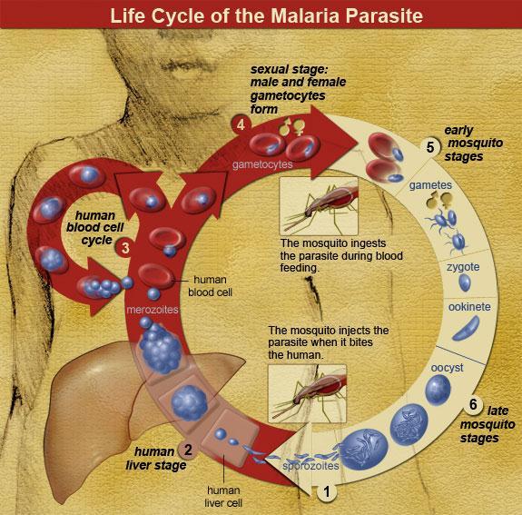 10 Figure 3: The life cycle of plasmodium species (http://www3.niaid.nih.gov/topics/malaria/lifecycle.htm ) The classical (but rarely observed) malaria attack lasts 6-10 hours.