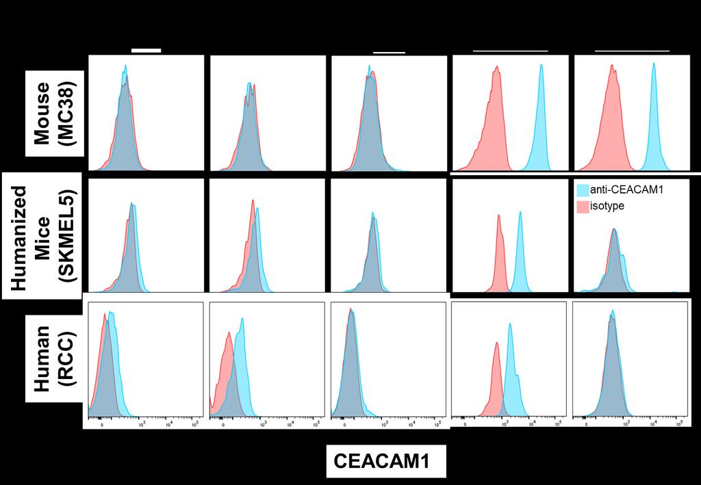 Ceacam1 NSG-Tumor Expression CEACAM1 expression profiles in tumor infiltrating cells from human and humanized mice are different than those from mouse syngeneic models.