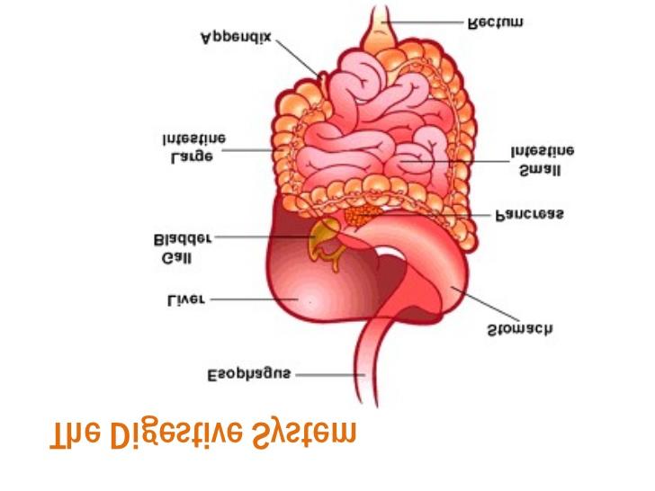 Digestive System *Teachers The digestive systems function is to break down food into nutrients. The digestive system also helps move the nutrients into the blood stream.