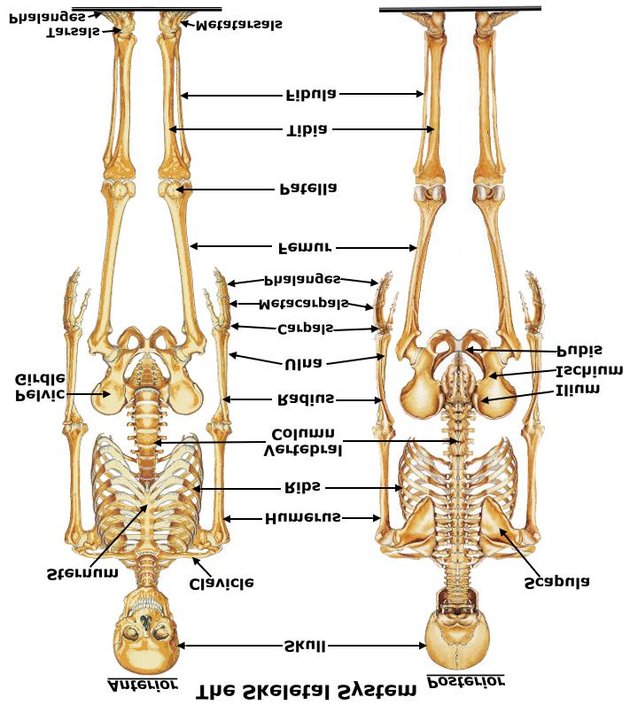 Day 3: Skeletal System *Teachers The skeletal system is responsible for protection, shape, and support.