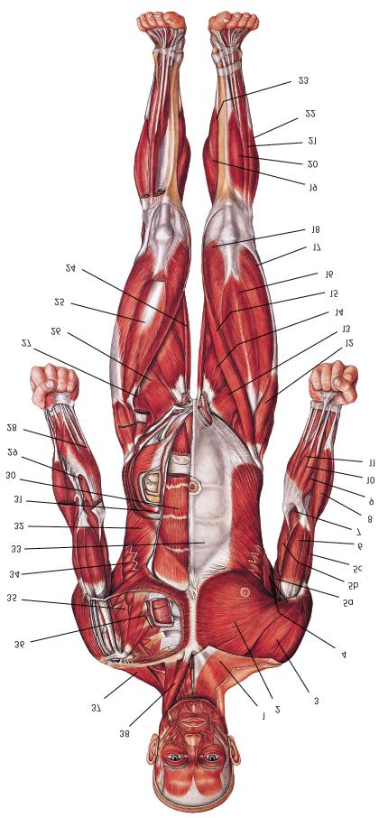 The muscular systems is responsible for making the body move. The muscular system works very closely with the other systems. The muscular system relies on the digestive for energy.