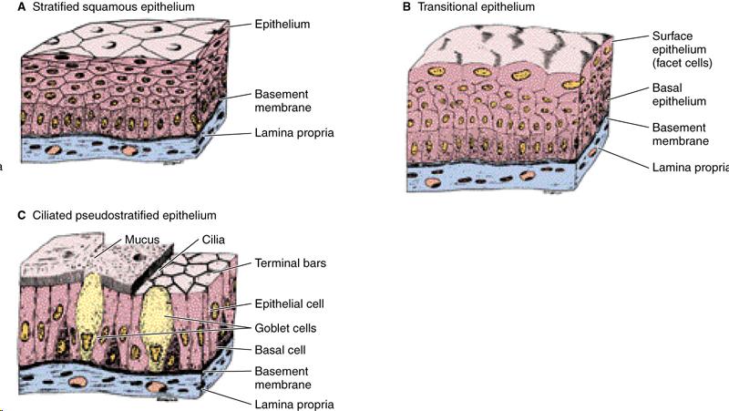 Classification: n Epithelial membranes: Simple