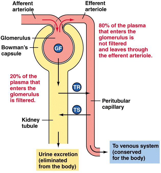 Location of nephron functions Clearance involves three essential renal