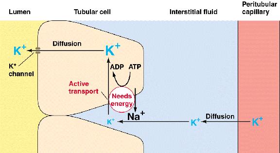 Active secretion Various substances are actively transported across the basal surface. Organic substances are transported via organic anion transporter or organic cation transporter.