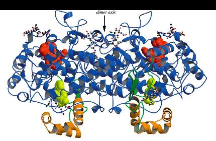 COX 1/2: One Enzyme, Two Activities Cyclooxygenase activity- Dependent on active site tyrosyl radical Results in PGG 2 Can activate other COX enzymes Peroxidase activity- Heme dependent