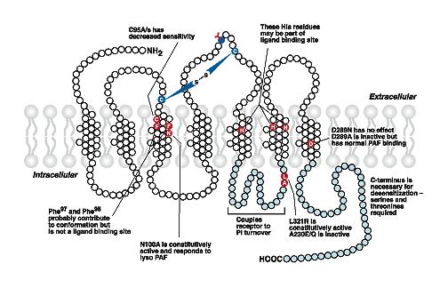 Lipid Mediators elicit their effects through GPCRs G Protein-Coupled Receptors Also called 7-transmembrane (TM) receptors