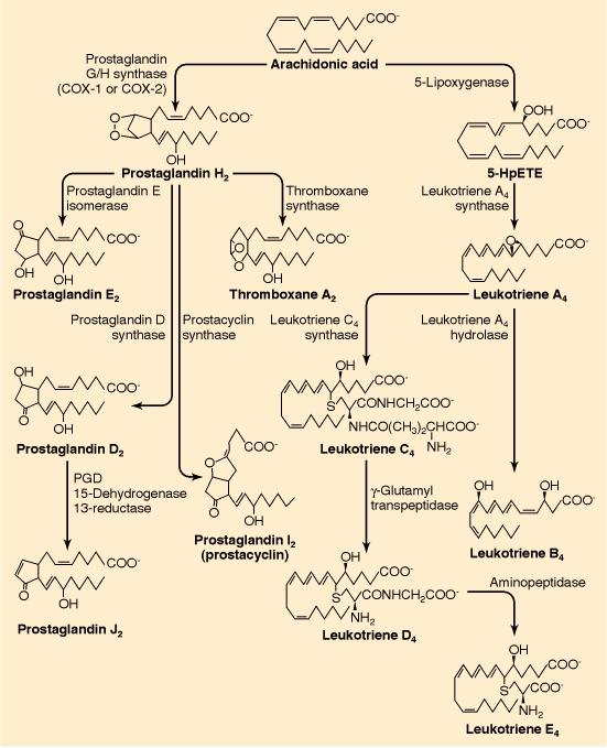 PLA 2 Arachidonic Acid COX 1/2 lipoxygenase