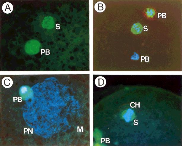CHEMICAL ACTIVATION OF BOVINE OOCYTES 305 Fig. 6. Microtubular and nuclear staining and fluorescent microscopic examination of in vitro matured bovine oocytes following activation treatments.