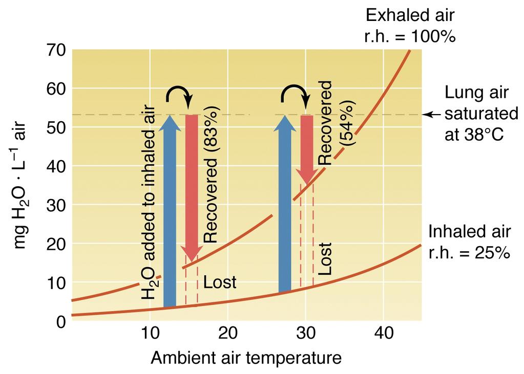 lose more water; warm air holds more vapor than cool Nose recovers moisture by staying cool
