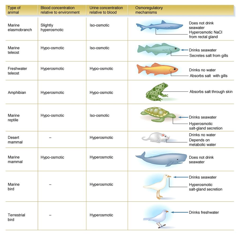Osmoregulation in Marine Animals Challenges: Varied, depend on