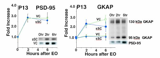 GKAP95 increases at the synapse with PSD-95, while GKAP130