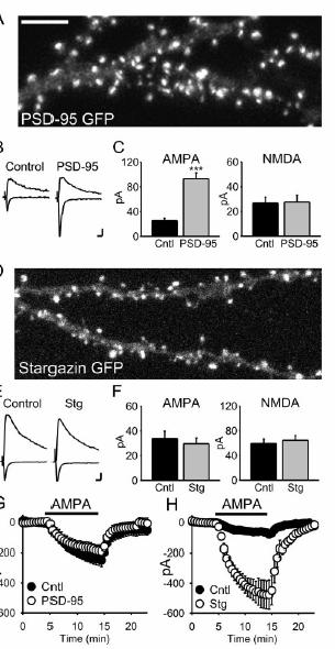 A New Function For PSD-95 via the Stargazin Family of Molecules PSD-95 over-expression Enlarged AMPAR currents at synapses Both PSD-95 & Stargazin