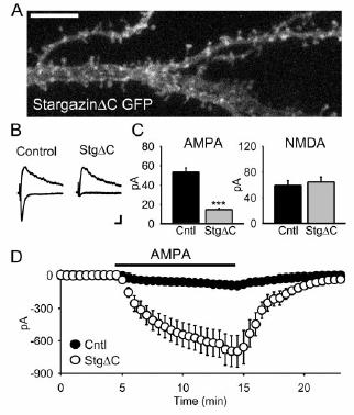 to PSD-95. Stargazin overexpression No effect on synaptic currents but significant increases in extra-synaptic AMPAR current.