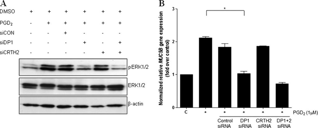 FIGURE 6. DP1 is essential for PGD 2 -induced MUC5B expression through ERK signaling in NCI-H292 cells.