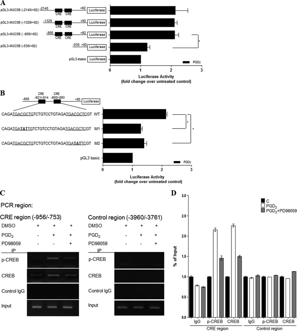 FIGURE 9. PGD 2 enhances MUC5B promoter activity via cis-acting CRE regulatory motifs.