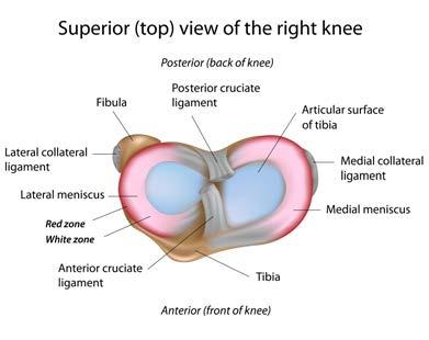 Rehabilitation Guidelines for Meniscal Repair The knee is the body's largest joint, and the place where the femur, tibia, and patella meet to form a hinge-like joint.