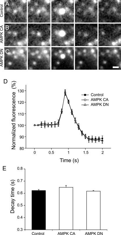 Role of AMPK in Insulin-containing Vesicle Movement 52045 FIG. 2. Effect of AMPK CA overexpression on the kinetics of NPY: Venus release.
