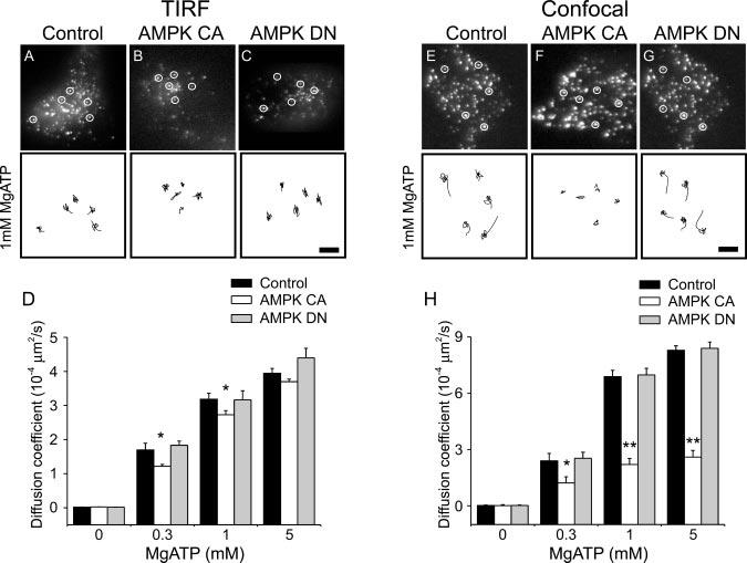 Role of AMPK in Insulin-containing Vesicle Movement 52049 FIG. 8. Effect of MgATP on vesicle movements in permeabilized cells.