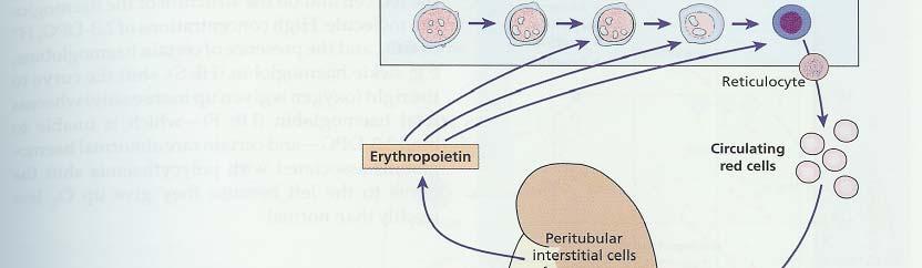 ERYTHROPOIETIN Mechanism of Action Multiple cytoplasmic & nuclear proteins