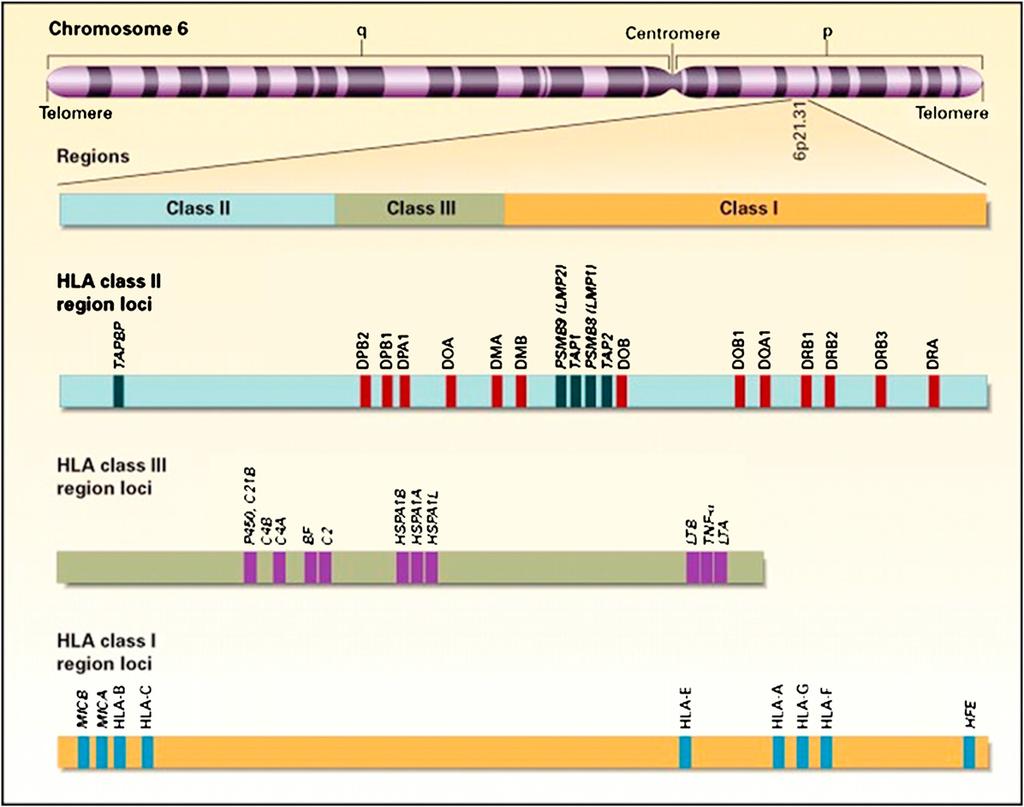 S326 CHINEN AND BUCKLEY J ALLERGY CLIN IMMUNOL FEBRUARY 2010 FIG 1. Location and organization of the HLA complex on chromosome 6.