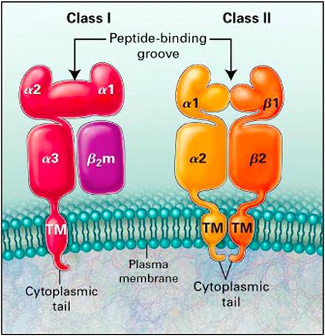 J ALLERGY CLIN IMMUNOL VOLUME 125, NUMBER 2 CHINEN AND BUCKLEY S327 has also been approached by inhibiting cytokines from interacting with their receptors.