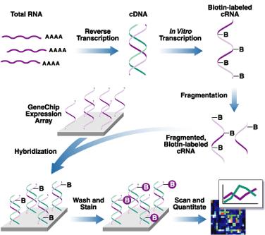 Supplemental Material for Lecture 15 5 Microarray Processing RNA from biological sample