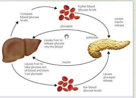 Control of Blood Glucose Content The control of glucose concentration in the blood is a very important part of homeostasis. Two hormones insulin and glucagon control blood glucose levels.
