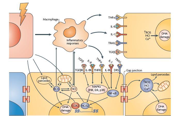 Figure 1-2: Molecular Pathways Affecting