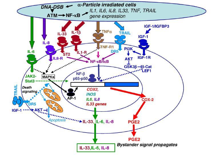 FIGURES Figure 3-1: Signaling pathways regulating radiation