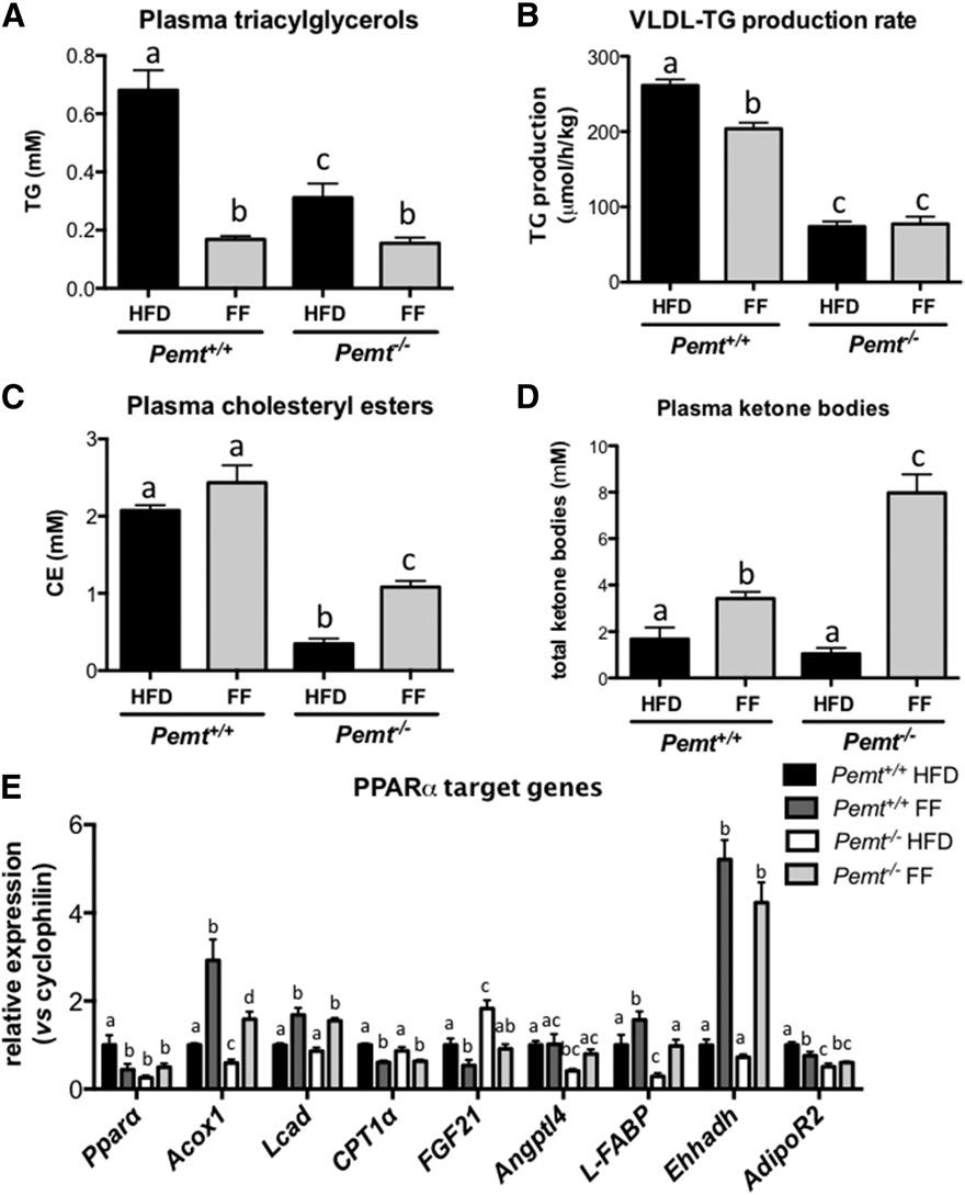 Fig. 6. Fenofibrate stimulated fatty acid oxidation in both Pemt genotypes and reduced VLDL-TG secretion in Pemt +/+ mice, but not in Pemt / mice.