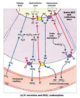 Other Hormone Effects at DCT Natriuretic Peptides (ANP and BNP) oppose aldosterone and its actions on DCT and collecting system Parathyroid hormone and calcitriol levels regulate calcium reabsorption