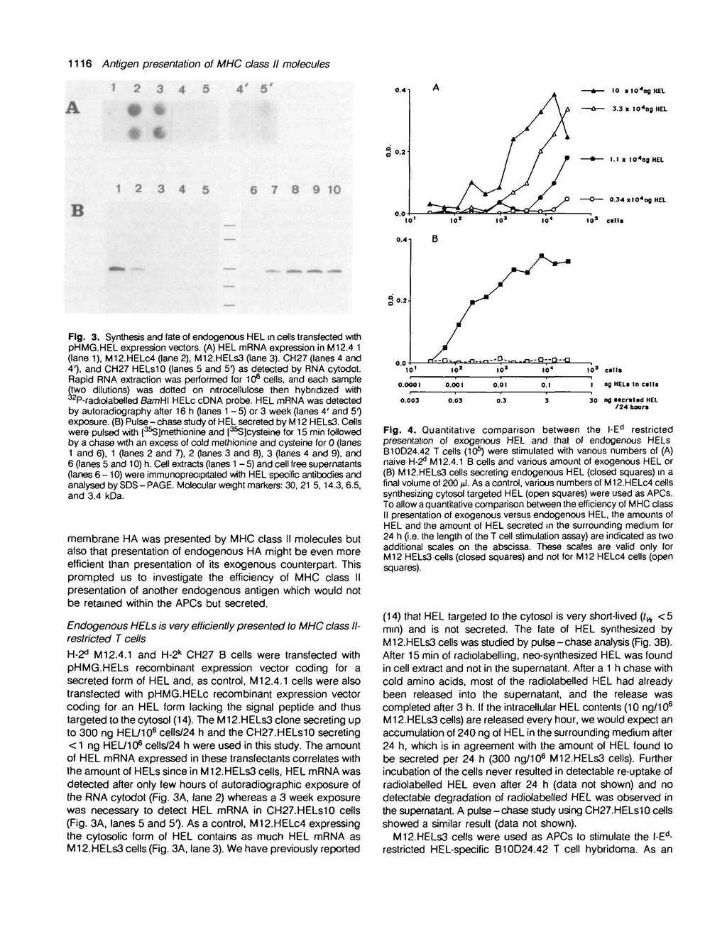 1116 Antigen presentation of MHC class II molecules 12 3 4 5 4 5 10 l l O ' l i g HEL 3.3 > 10 4 ng HEL 1.1 i IO 4 ng HEL 12 3 4 5 6 7 8 9 10 Fig. 3. Synthesis and fate of endogenous HEL in cells transfected with phmg.