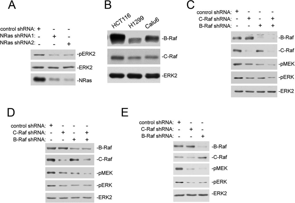 FIGURE 1. Both B-Raf and C-Raf contribute to the basal ERK activation in Ras-mutant cancer cells. A, basal ERK activation in H1299 cells is dependent on NRas.