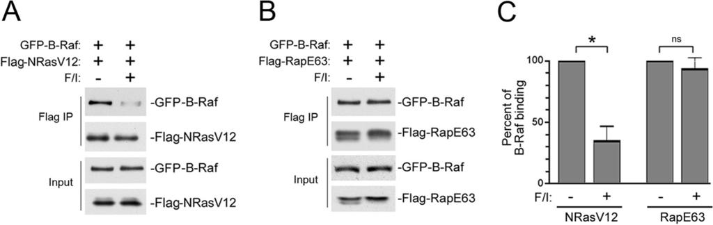 FIGURE 7. camp does not inhibit the binding between B-Raf and Rap1. A, camp inhibits the binding of B-Raf to NRasV12 in Hek293 cells. Hek293 cells were transfected with FLAG-NRasV12 and GFP-B-Raf.