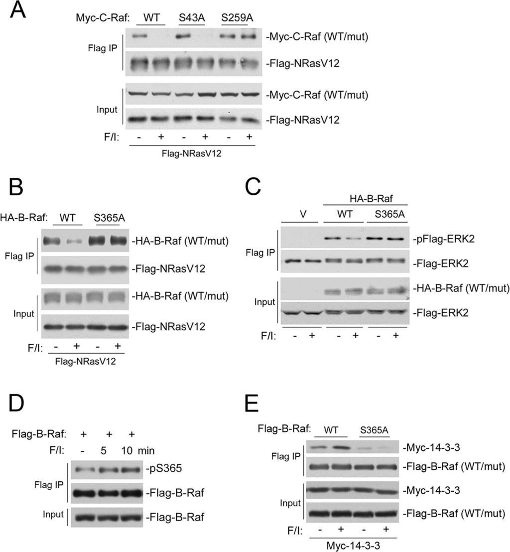 FIGURE 8. The ability of camp to block Raf association with Ras is regulated by phosphorylation of serine 259 in C-Raf and serine 365 in B-Raf.