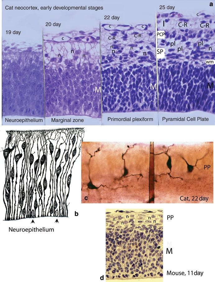Mammalian Cerebral Cortex: Embryonic Development and Cytoarchitecture 7 Fig. 2.