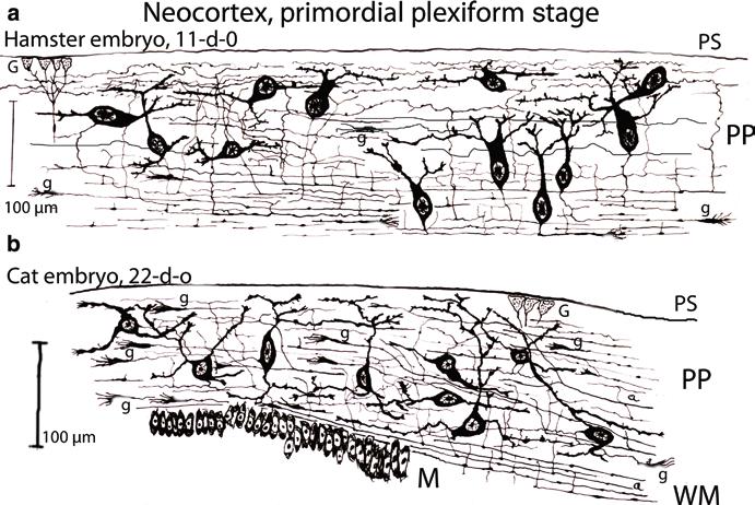 8 2 Mammalian Cerebral Cortex: Embryonic Development and Cytoarchitecture Fig. 2.2 Montage of camera lucida drawings, from Golgi preparations, of the hamster (a) and the cat (b) embryonic cerebral