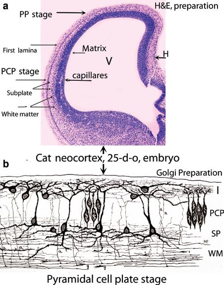 Mammalian Cerebral Cortex: Embryonic Development and Cytoarchitecture 9 Fig. 2.