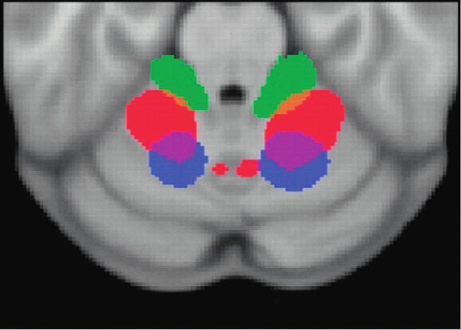(C) Cerebellar somatomotor topography as measured by task fmri (right hemisphere) and fcmri (left hemisphere, the seed regions are shown on B, right hemisphere).