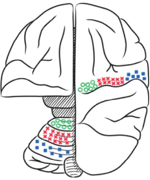 Projections to the cerebellar cortex originate from motor and non-motor domains within the STN (for an overview of the organization of the STN, see [70]).