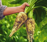 root Sugar beet Rice Wheat Benefits Digestive health Fibre
