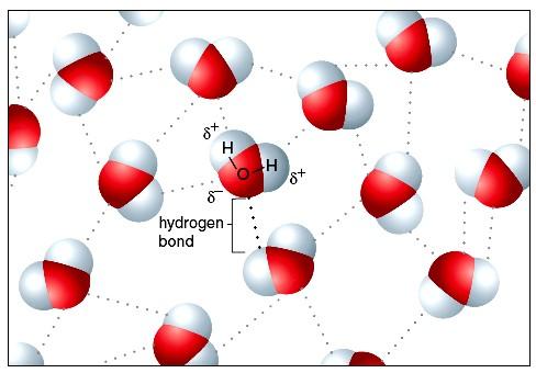 Hydrogen Bonds A hydrogen bond occurs whenever a covalently bonded hydrogen is positive and attracted to a negatively charged atom nearby.