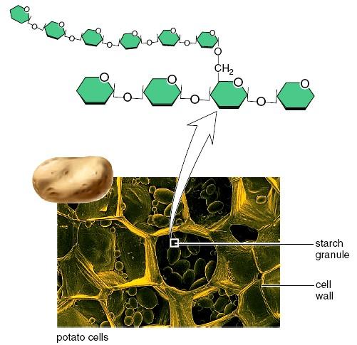 Figure 2.10 Starch structure and function. Starch has straight chains of glucose molecules.