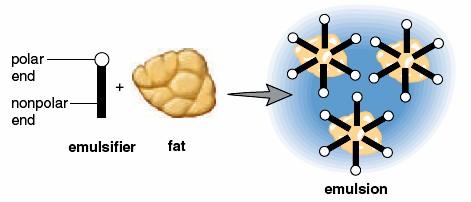 Emulsifiers can cause fats to mix with water. They contain molecules with a nonpolar end and a polar end. The molecules position themselves about an oil droplet so that their nonpolar ends project.
