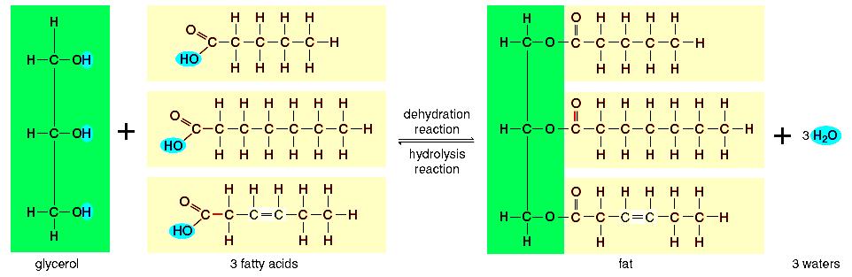 Figure 2.12 Synthesis and degradation of a fat molecule.