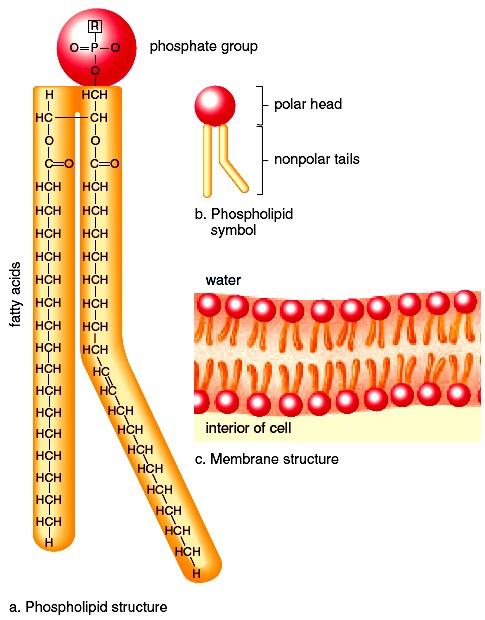 Figure 2.13 Phospholipid structure and function. a. Phospholipids are structured like fats, but one fatty acid is replaced by a polar phosphate group.
