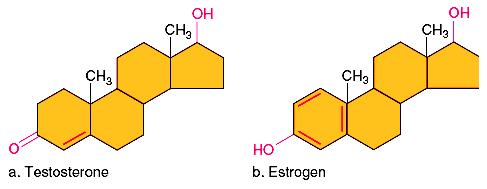 Steroids Steroids are lipids that have an entirely different structure from those of fats. Steroid molecules have a backbone of four fused carbon rings.