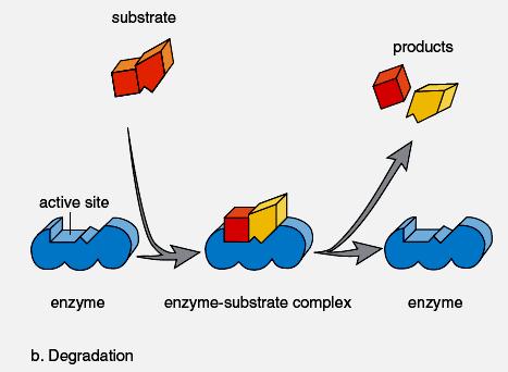 Figure 2.16 Enzymatic action. An enzyme has an active site, where the substrates come together and react.
