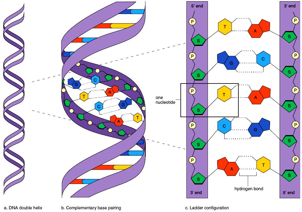 Figure 2.17 Overview of DNA structure. a. Double helix. b. Complementary base pairing between strands. c.